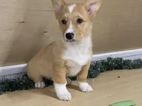 Sammy, a male Pembroke Welsh Corgi for sale in Fennimore, WI – Photo 9 of 9