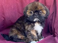 Ribbins, a female Shih Tzu for sale in Fennimore, WI – 8 of 10