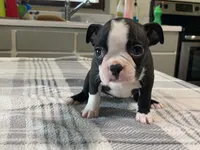 Daisy, a female Boston Terrier for sale in Fennimore, WI – 5 of 10