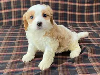 Aladdin, a male Cavachon for sale in Fennimore, WI – 2 of 10