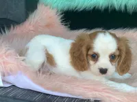 Checkers, a male Cavalier King Charles Spaniel for sale in Fennimore, WI – 8 of 10