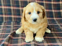 Jasmine, a female Cavachon for sale in Fennimore, WI – 2 of 10