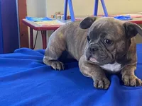 Fancy, a female French Bulldog for sale in Fennimore, WI – 6 of 10