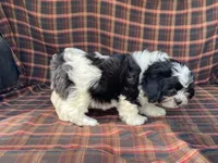 LULU, a female Bichon Frise and Shih Tzu for sale in Fennimore, WI – 2 of 9