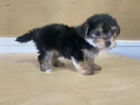 Puffy, a female Morkie for sale in Fennimore, WI – 9 of 10