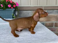 Reeses, a male Dachshund for sale in Fennimore, WI – 9 of 10