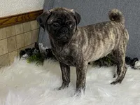 Valery, a female Pug for sale in Fennimore, WI – 7 of 10