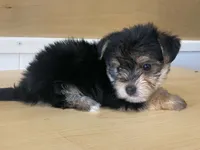 Puffy, a female Morkie for sale in Fennimore, WI – 4 of 10