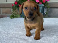 Twix, a female Dachshund for sale in Fennimore, WI – 6 of 10