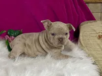 Zelda, a female Frenchton for sale in Fennimore, WI – 3 of 10