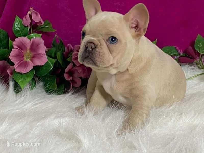 Zoey – Frenchton puppy for sale in Fennimore, WI