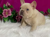 Zoey, a female Frenchton for sale in Fennimore, WI – 1 of 10