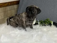 Valery, a female Pug for sale in Fennimore, WI – 3 of 10