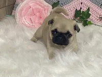 Wally, a male Pug for sale in Fennimore, WI – Photo 6 of 10
