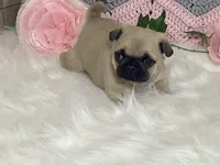 Wally, a male Pug for sale in Fennimore, WI – Photo 4 of 10