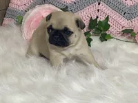 Wally, a male Pug for sale in Fennimore, WI – Photo 2 of 10