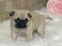 Wally, a male Pug for sale in Fennimore, WI – Photo 5 of 10