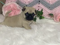 Wally, a male Pug for sale in Fennimore, WI – Photo 10 of 10