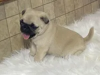 Wally, a male Pug for sale in Fennimore, WI – Photo 9 of 10