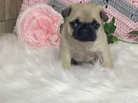 Wally, a male Pug for sale in Fennimore, WI – Photo 3 of 10