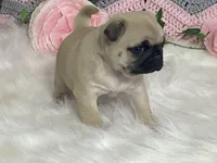 Wally, a male Pug for sale in Fennimore, WI – Photo 1 of 10
