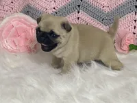 Wally, a male Pug for sale in Fennimore, WI – Photo 8 of 10