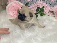 Wally, a male Pug for sale in Fennimore, WI – Photo 7 of 10
