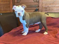 fido, a male Boston Terrier for sale in Fennimore, WI – 8 of 10