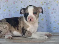 Carlie, a female Boston Terrier and Fox Terrier for sale in Fennimore, WI – 5 of 10