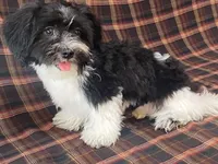 Lex, a male Bichon Frise and Shih Tzu for sale in Fennimore, WI – 2 of 10
