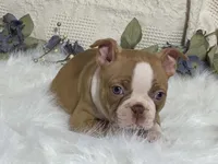 Yori, a male Boston Terrier for sale in Fennimore, WI – 4 of 10