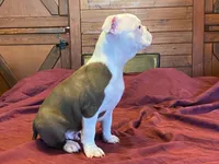fido, a male Boston Terrier for sale in Fennimore, WI – 7 of 10