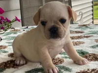 Sunshine, a female French Bulldog for sale in Fennimore, WI – 3 of 9