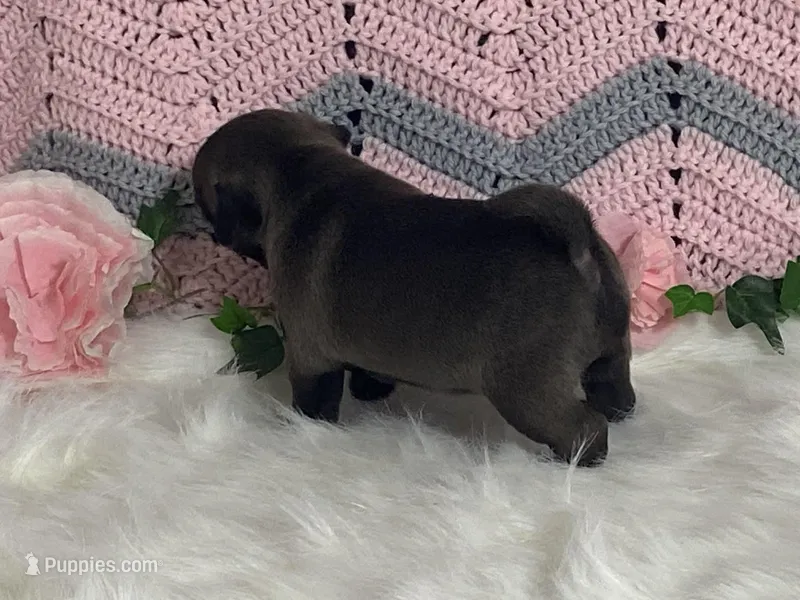 Wendy, a female Pug for sale in Fennimore, WI – Photo 1 of 10