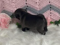 Wendy, a female Pug for sale in Fennimore, WI – Photo 1 of 10