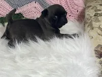 Wendy, a female Pug for sale in Fennimore, WI – Photo 8 of 10
