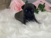 Wendy, a female Pug for sale in Fennimore, WI – Photo 3 of 10