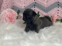 Wendy, a female Pug for sale in Fennimore, WI – Photo 2 of 10