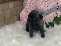 Wendy, a female Pug for sale in Fennimore, WI – Photo 7 of 10