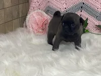Wendy, a female Pug for sale in Fennimore, WI – Photo 6 of 10