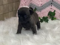 Wendy, a female Pug for sale in Fennimore, WI – Photo 5 of 10