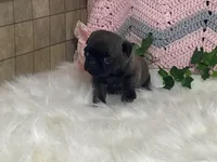 Wendy, a female Pug for sale in Fennimore, WI – Photo 10 of 10