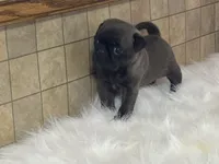 Wendy, a female Pug for sale in Fennimore, WI – Photo 4 of 10