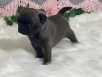 Wendy, a female Pug for sale in Fennimore, WI – Photo 9 of 10