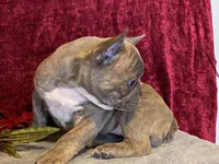 Fancy, a female French Bulldog for sale in Fennimore, WI – 6 of 9