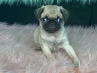 Tiny, a female Pug for sale in Fennimore, WI – 4 of 10