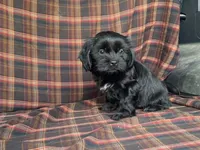 Katie, a female Cavalier King Charles Spaniel and Shih Tzu for sale in Fennimore, WI – 7 of 10