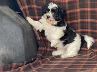 LULU, a female Bichon Frise and Shih Tzu for sale in Fennimore, WI – 8 of 9
