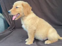 Jasper, a male Golden Retriever for sale in Fennimore, WI – 2 of 9