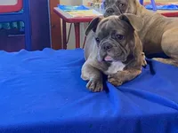 Fancy, a female French Bulldog for sale in Fennimore, WI – 10 of 10